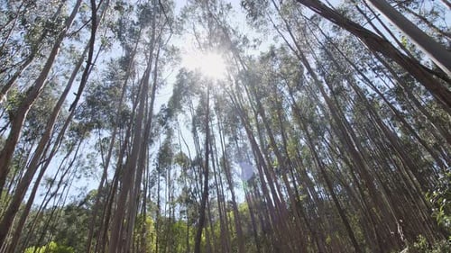 Tree tops, slow camera moving in dense forest on the sunset.