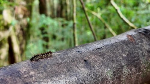 Nahaufnahme einer haarigen Raupe auf einem Ast im thailändischen Wald