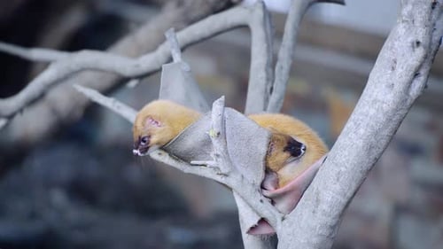 Ferret mother sitting in a tree with its baby in the soft daylight