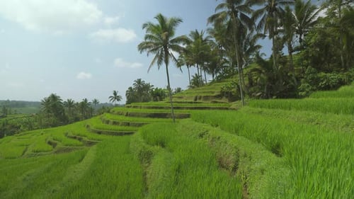 Awesome view of scenic rice terraces in Bali, Indonesia