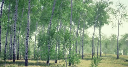 Lush Green Forest Showcasing Birch Trees During a Misty Morning