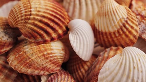 Assortment of Natural Sea Shells with Diverse Textures in the Aquarium Home Decor Item