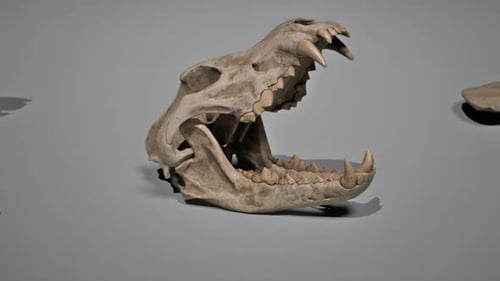 Lion Skull