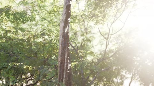 Forêt tropicale brumeuse et rayons de soleil éclatants à travers les branches des arbres