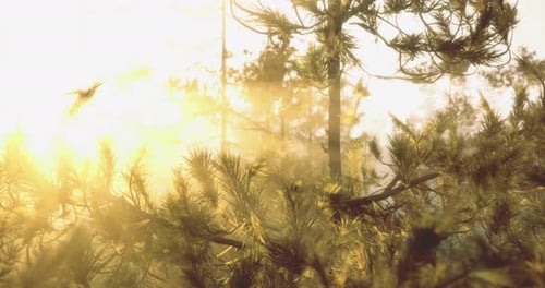 La lumière du soleil dorée filtre à travers les grands arbres dans un cadre forestier serein