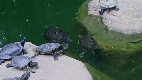 Gruppe von Sumpfschildkröten (Trachemys scripta), die sich auf Felsen ausruhen, während zwei Schildkröten jede verfolgen