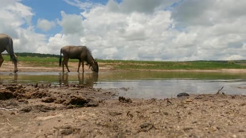 Wildebeest Drinking at Watering Hole on Sunny Day