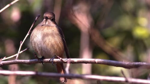 Small Bird Perched on Branch in Nature