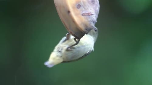une femelle pic-fleur à ventre orange mange une banane