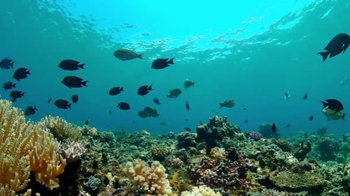 Coral Reef and Tropical Fish