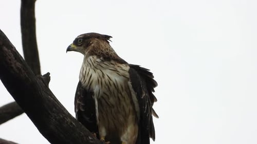 eagle in tree UHD MP4 4k Video..