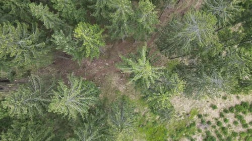 Tree Tops From Above