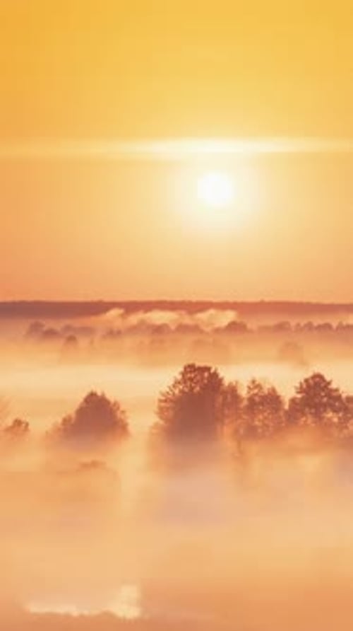 Misty Forest at Sunset