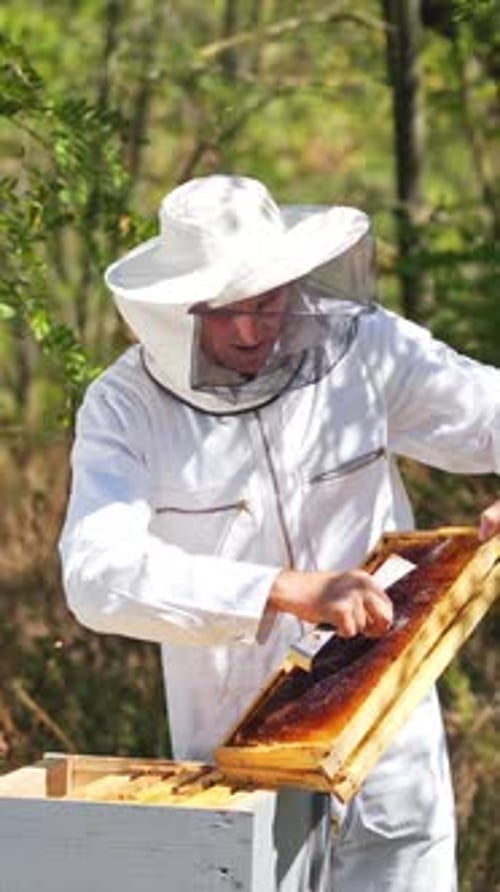 Apiary in the forest. Male beekeeper inspecting beehive frames.