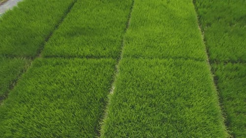 Flight over rice fields in South America. The green nature video.