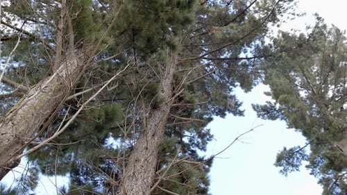Tall pine trees reach towards a clear sky with copy space, their branches sparse and needles green