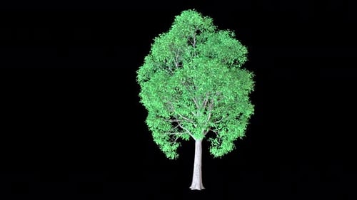 Mangrovenbaum