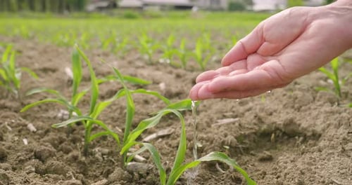 Hand Watering Young Corn Plants in Field