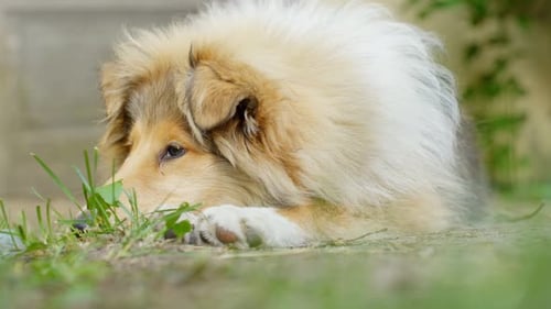 Resting young blonde dog is resting after playing cheerfully