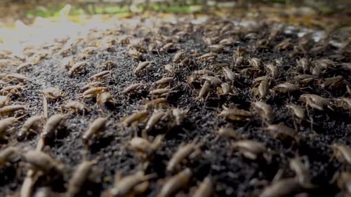 Vidéo détaillée en gros plan d'une multitude de grillons dans un élevage de grillons au Cambodge