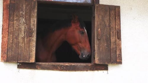 Horse Looking out of Barn Window