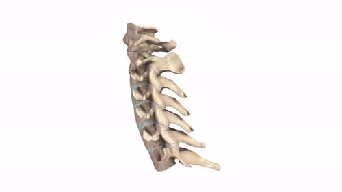 Human cervical spine anatomy showing vertebrae and discs
