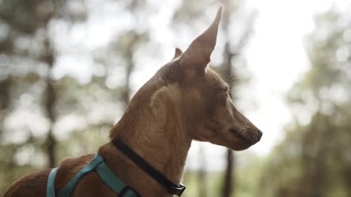 Proud confident puppy hound dog on shoulder leash at the woods