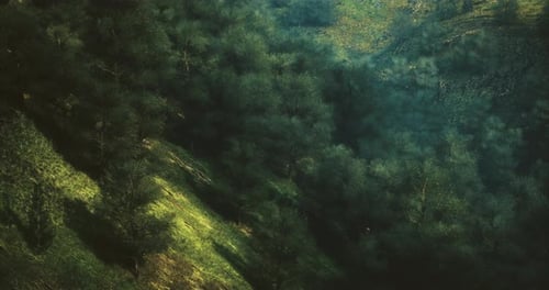 Serene Forest Landscape with Lush Greenery and Gentle Sunlight