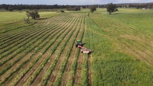 Aerial flyover showing tractor cutting grass of agricultural field in sunny day. In Margaret River,