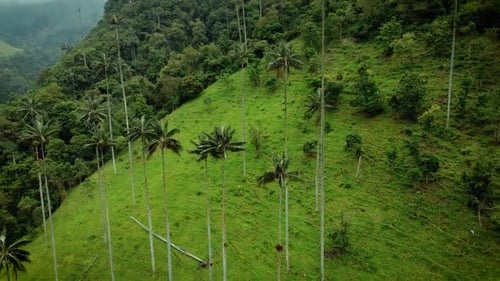 Cocora Valley near Salento with enchanting landscapes of pine and eucalyptus trees, stormed by the f