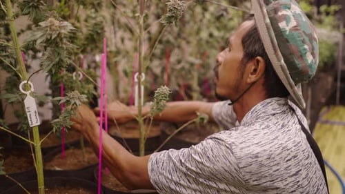Horticultor asiático removendo folhas sobressalentes em uma plantação de maconha