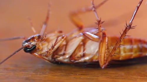 cockroach, insect repellent. dying cockroach close up. insecticide and pesticide concept. Pest contr