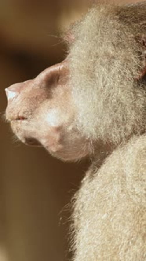 Un singe curieux scrute le feuillage d'une jungle mystérieuse
