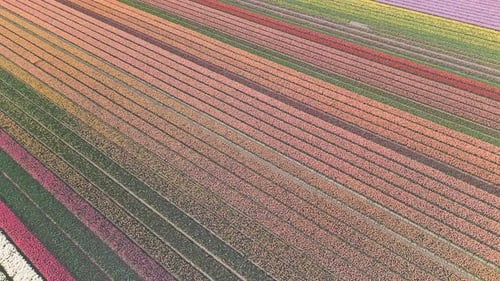 Beautiful tulip field in the Netherlands. Holland. Aerial view, orbit shot.