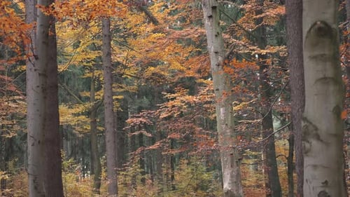Autumn forest landscape. Colorful leaves create a wonderful atmosphere for trips and walks. Czech