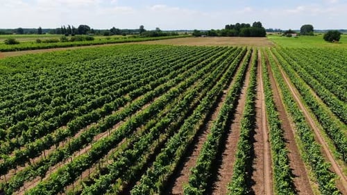 Drone Shot of Vineyard with Rows of Grapevines and Farmland in the Background on a Sunny Day