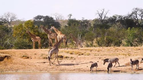 Giraffe and plains zebras in Kruger National park, South Africa