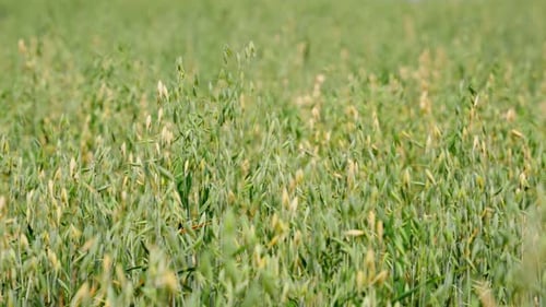 Serene Oat Field Swaying in the Wind, Capturing Rural Tranquility and Growth