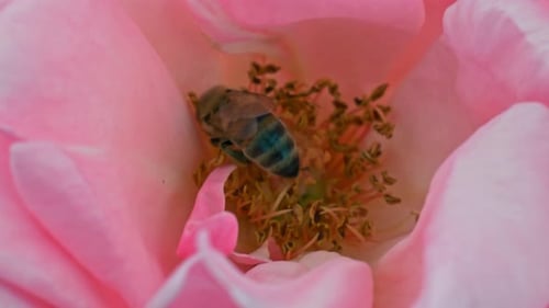 Bee Collecting Pollen Inside of a Pink Flower