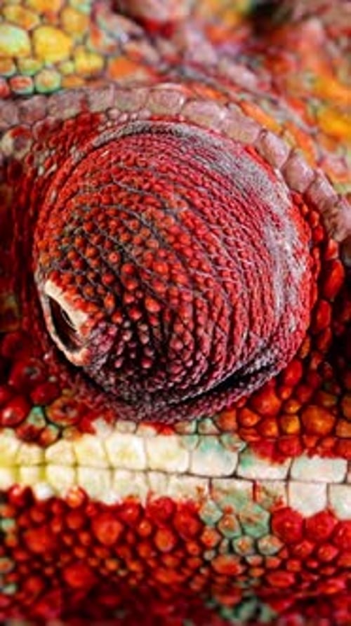 Plan rapproché d'un magnifique caméléon rouge et vert. Vidéo verticale.