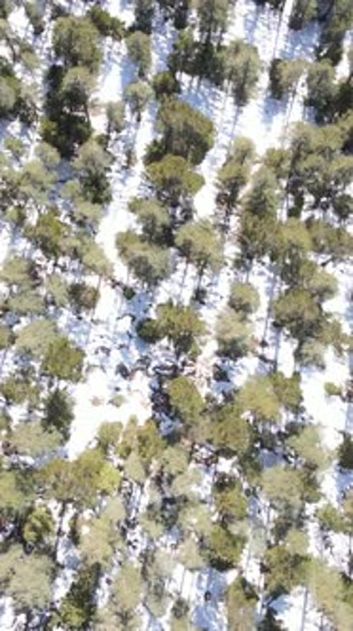 Winter Forest Overhead View