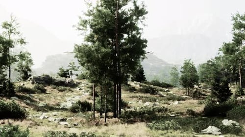 A Dense Forest with Towering Trees and Scattered Rocks