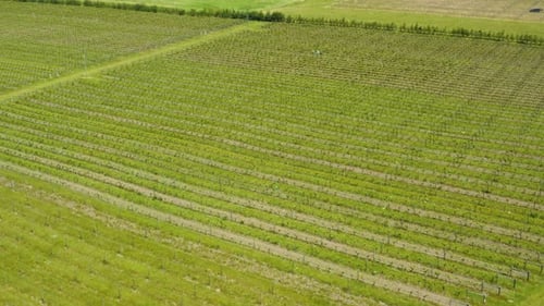 Drone aerial of vineyard vines in rows