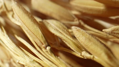 Macro shot of golden ears of rice. 4K.