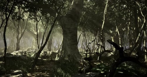 Mysterious Fog Settles Over a Dense Forest at Dawn with Ancient Trees