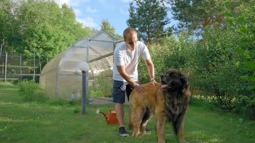 Middleaged Man Plays with Favourite Leonberger in Garden