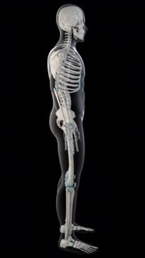 Superior And Inferior Gemellus Muscles On Whole Human Body Vertical Video
