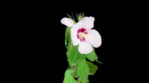 White Flower Blooming on Black Background Time Lapse