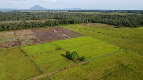 Farmer's house shaded by trees in the middle of a large rice field area