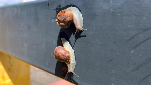 Two garden snails slowly moving around, snails walking in the sun on a hot summer day, 4K shot